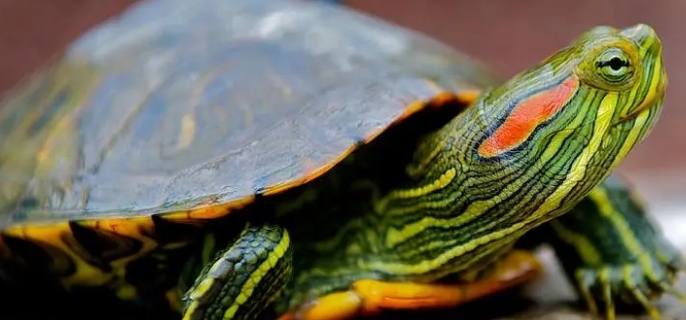 巴西龟可以放生吗