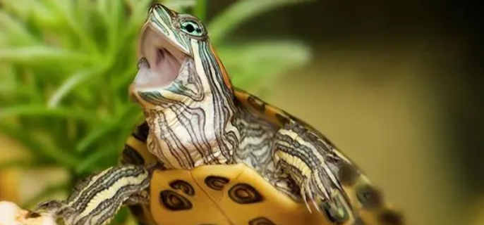 乌龟吃什么食物