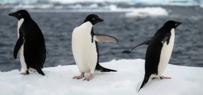 企鹅在南极还是北极?